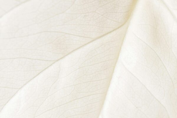 Detailed macro shot of a white leaf's texture, perfect for backgrounds and nature themes.