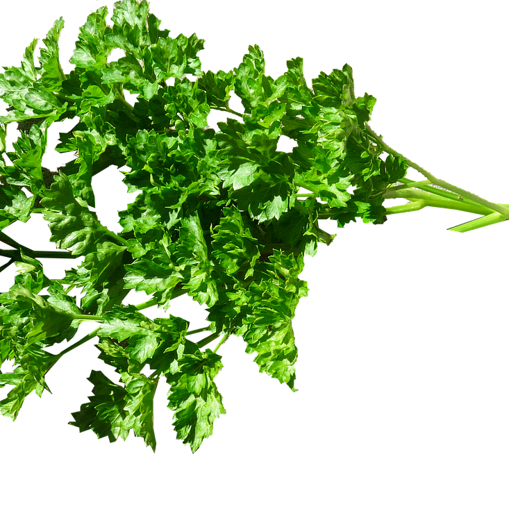 herb, parsley, food