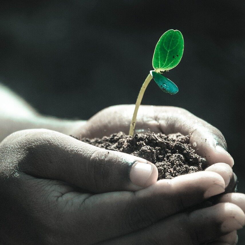 hands, macro, plant-1838658.jpg